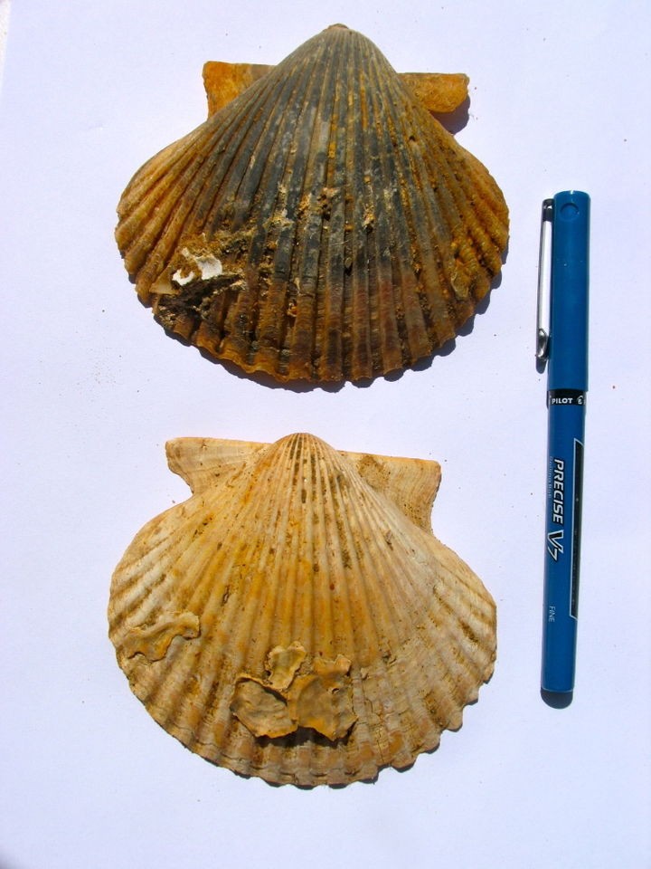 Bivalves