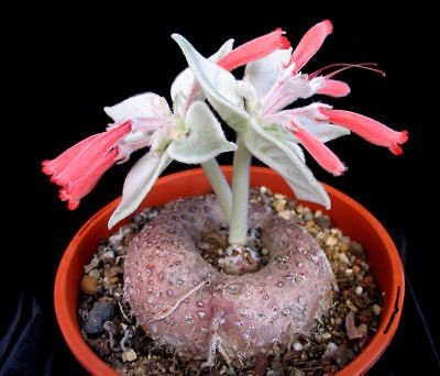 Sinningia leucotricha @ rare caudex plant seed 10 SEEDS