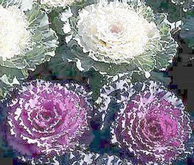 ORNAMENTAL KALE RED WHITE Brassica Oleracea   20 Flower Seeds + Free 