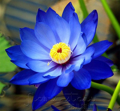   Seed Blue Moon Lotus Flower Seeds Gorgeous Lotus Aquatic Plants Lotus6