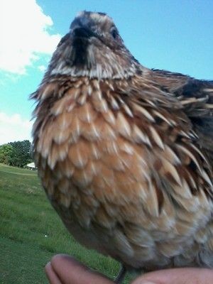 50 Jumbo Coturnix Quail Hatching Eggs