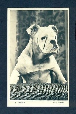 G3401 Real Photo Postcard Old English Bulldog Sitting