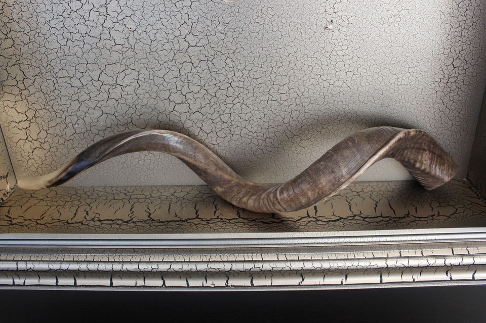 Yemenite shofar kudu horn.SUPER JUMBO 47 full natural.VERY RARE