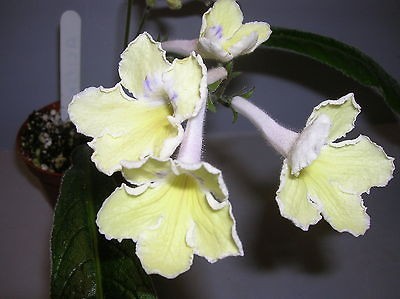 streptocarpus alissa afric an violet kin 