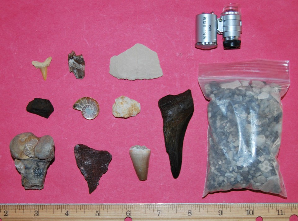 ULTIMATE Lot of Fossils   MEGALODON, SHARK, DINOSAUR BONE