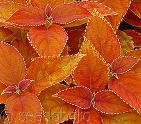 coleus solenostemon wizard series sunset 25 seeds from united kingdom