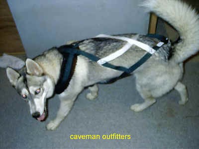 dog sledding skijoring, sled harness, dog harness XL, or XXL