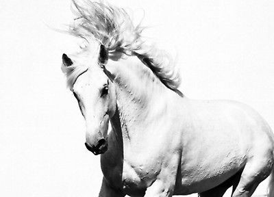 Photo Wallpaper   WHITE HORSE   Wall Mural   MUSTANG 254cm x 183cm 