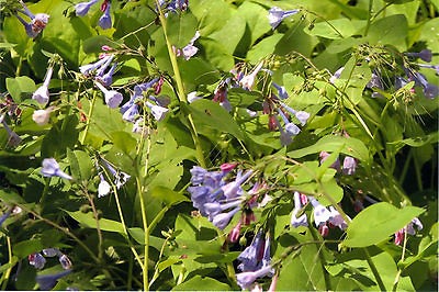 15 VIRGINIA BLUE BELL BULBS (MERTENSIA VIRGINICA)