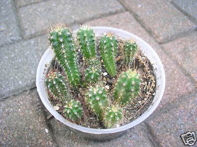 1000 trichocereus peruvianus true peruvian torch seeds 