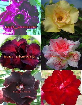 new adenium obesum desret rose mixed 120 seeds 6 type