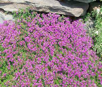 CREEPING THYME Thymus Serpyllum Groundcover   10,000 Bulk Flower Seeds