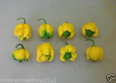 YELLOW~5~Trini​dad Scorpion Moruga 7 pot World Record Hot Combine 