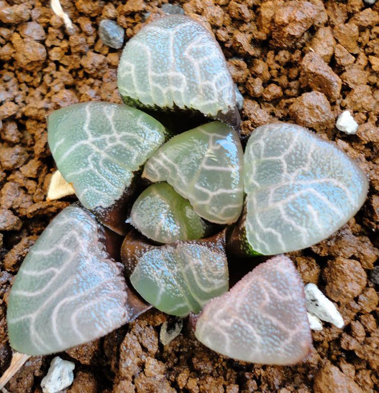 Succulent   Haworthia correcta Jupiter seedling