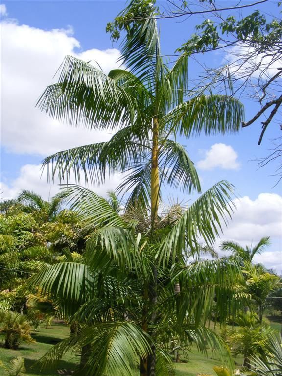   Acai Palm Tree Big 18 24in Seedling 3gal Bamboo Stem Delicious Berry