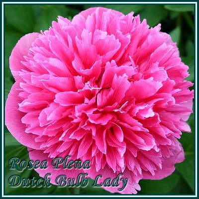 One Week Sale Dr Alexander Fleming Peony in Stock