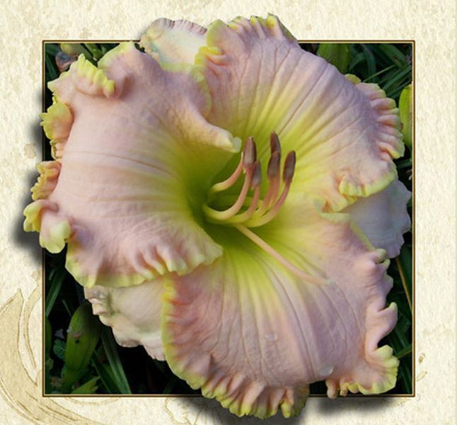 DAYLILY Apopka Pink Pearl 2008 Harry SF