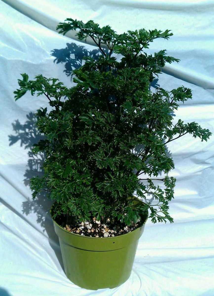 Aralia Parsley Polyscias Fruticosa Plant in 6 inch Pot 20 inches Tall 