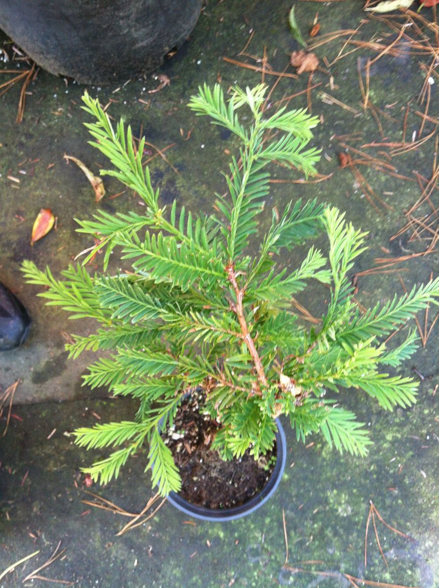 Aptos Blue Coastal Redwood Hardy Thick Trunk Fat Nebari Bonsai Forest 