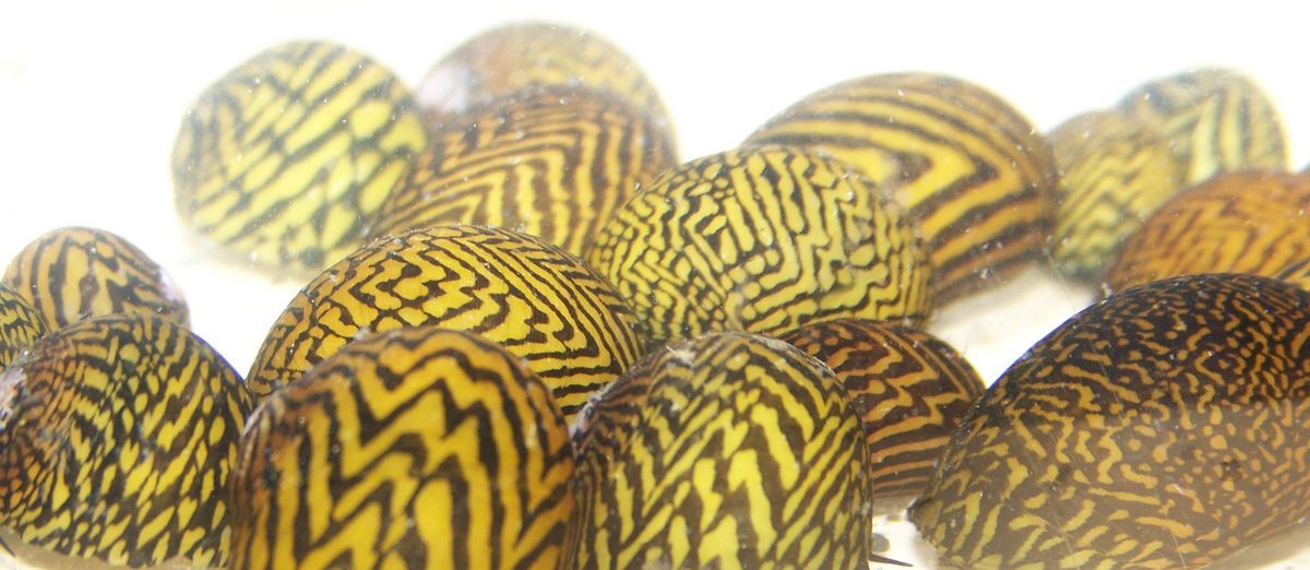 Live Leopard Nerite Snails for Fish Tank or Aquarium