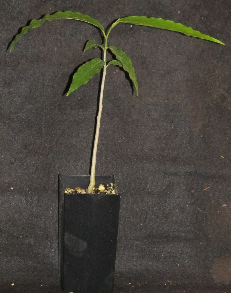 Polyalthia Longifolia Ashoka Green Champa Sorrow Less Tree Sacred and 