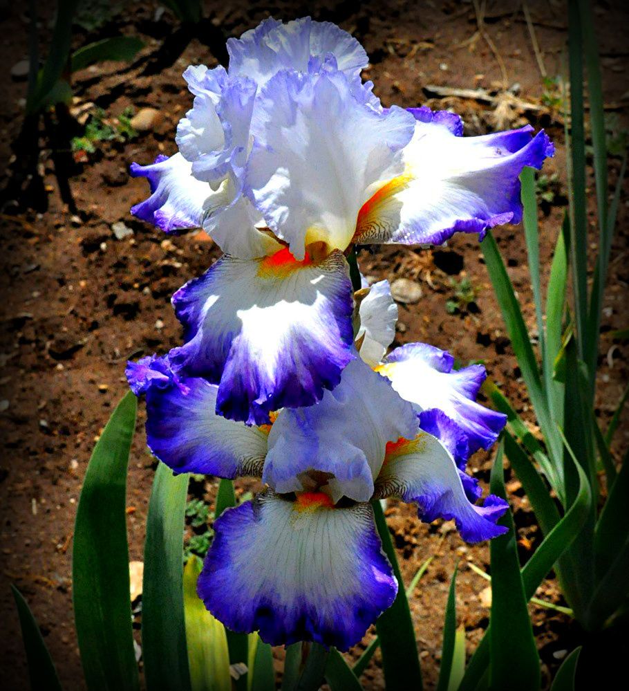 AURELIE   TALL BEARDED IRIS   (1) Rhizome / Plant