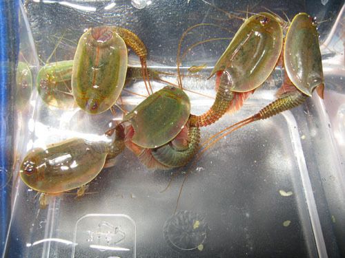 Aussie Green Triops Australiensis starter kit eggs in sand food