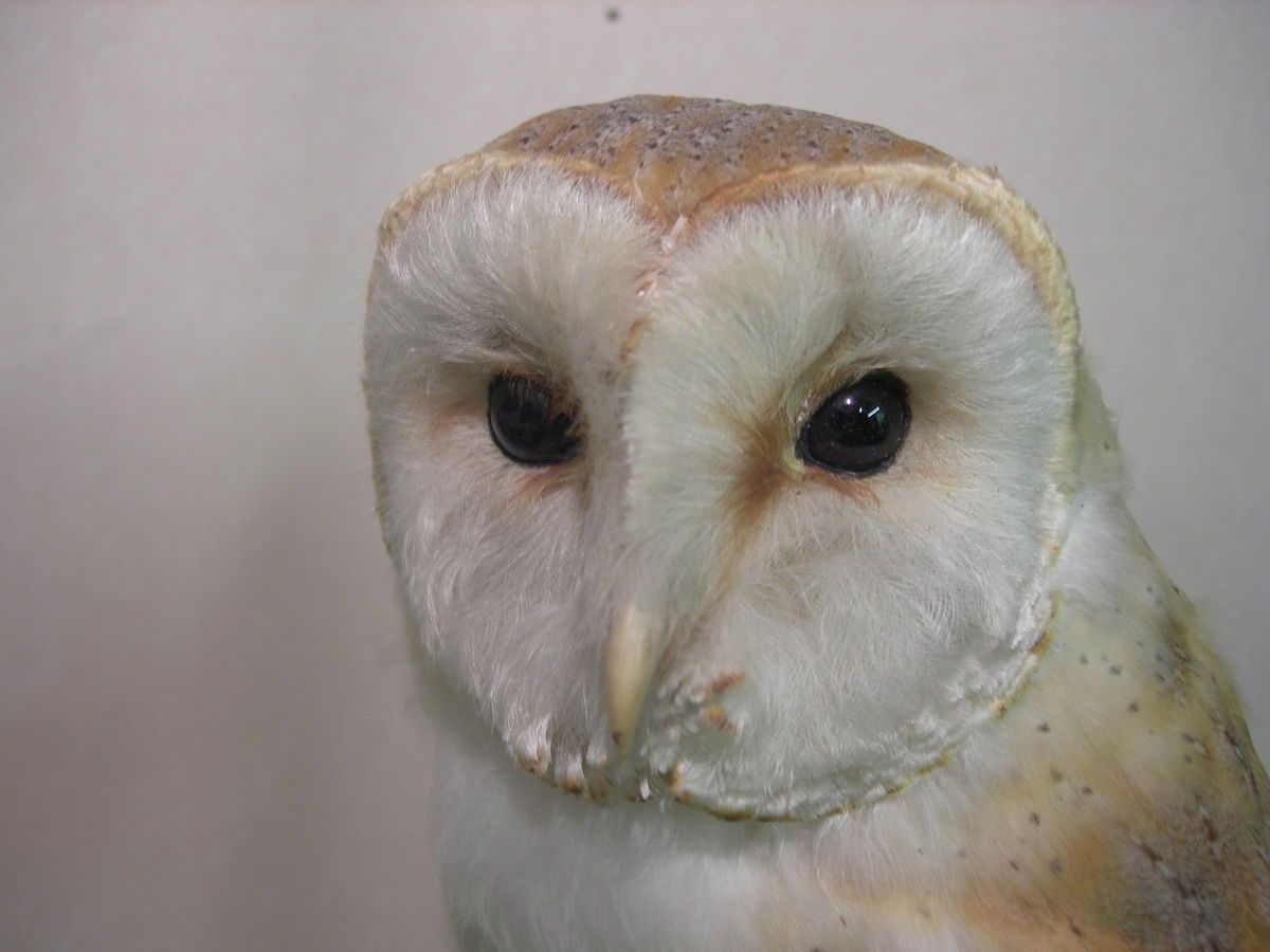 Barn Owl Taxidermy Stuffed Bird Falconry Film Prop