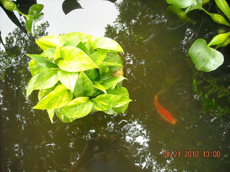 medium floating basket for pond plants w anchor string one