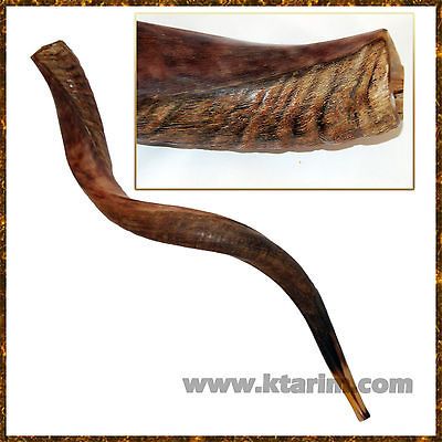 50   52 Authentic Yemenite kudu Shofar Jewish Kosher shoffar horn 