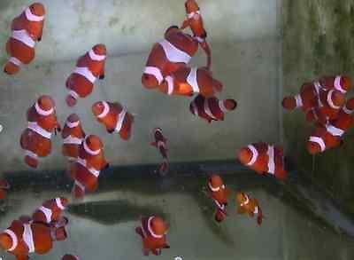 Newly listed False Percula Clownfish (Tank Raised) Live Saltwater Fish 