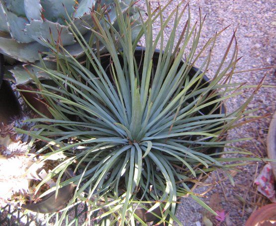 driving around southern california you are bidding on plant size 