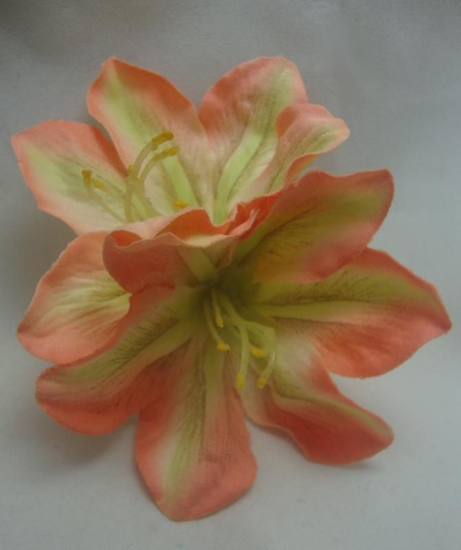 peach amaryllis flowers approximately 5 inches back to back alligator 