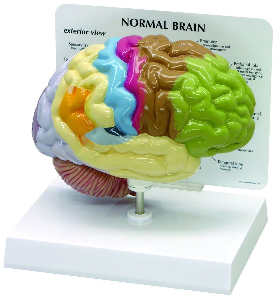 Manufactured with care by GPI Anatomicals in China, this Half Brain 