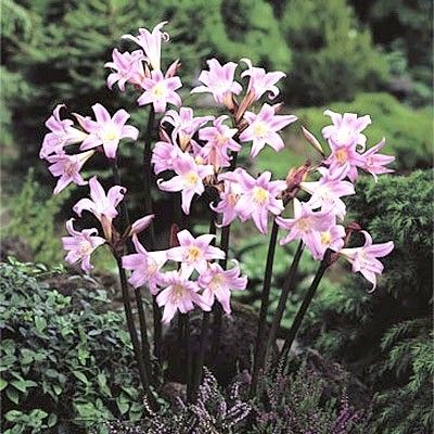 Pink Nked Lady Amaryllis Belladonna Flower Bulbs Second Order Added 