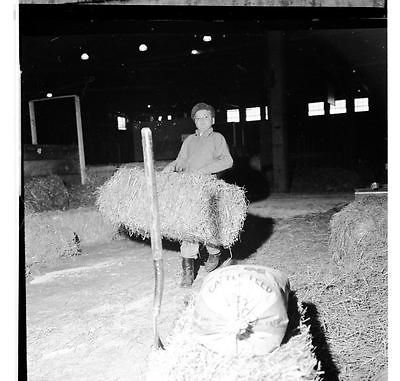 1963 2x2 Negative Dana Trimble fixing up her Black Angus stall