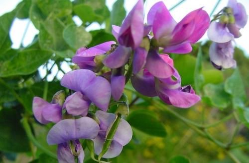 Dipogon Lignosus Cape Sweetpea Africa Vine Seeds