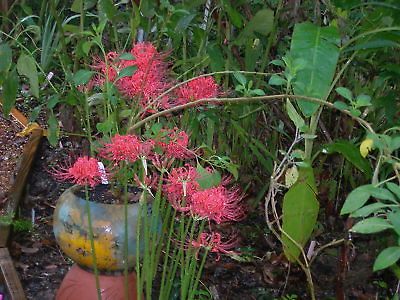 spider lily bulbs in Flower Bulbs, Roots & Corms