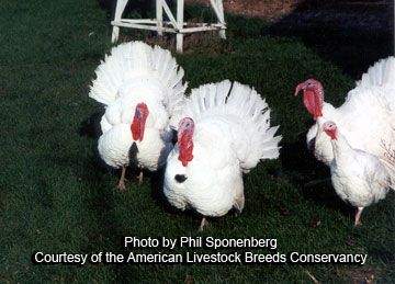 beltsville small white turkey eggs