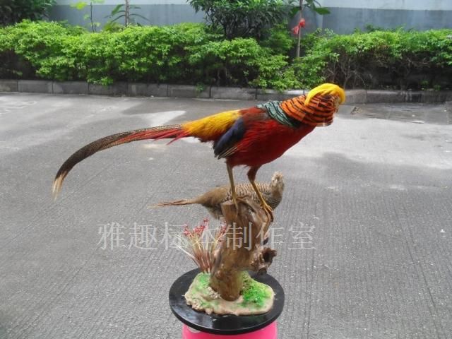 Beautiful Taxidermy for Asia Bird B L Jin Ji Biao Ben