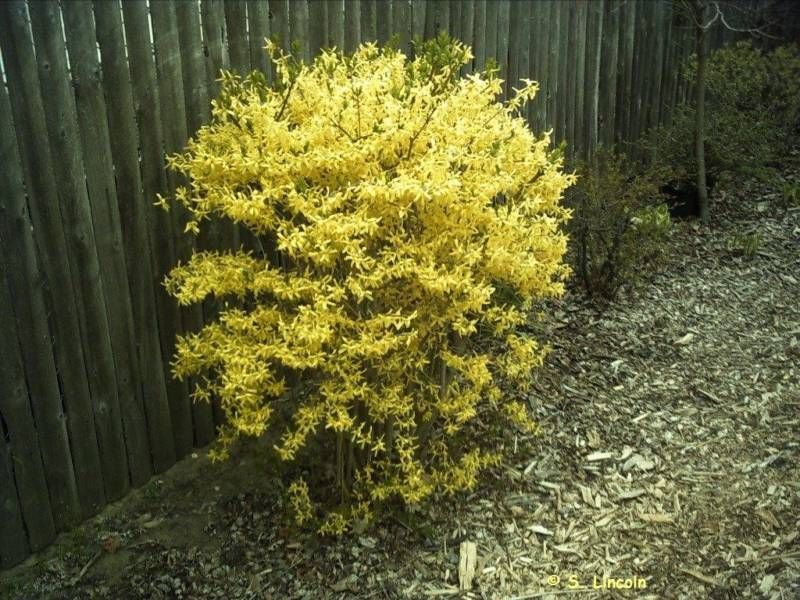 Fall 2012 Sale Spring Blooming Forsythia Shrub 12 18