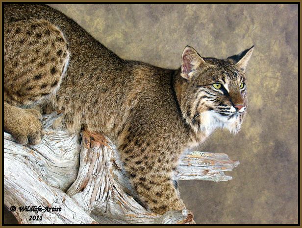 Bobcat Taxidermy New Mount Fur Hunting Cabin Lynx Fox Coyote by 