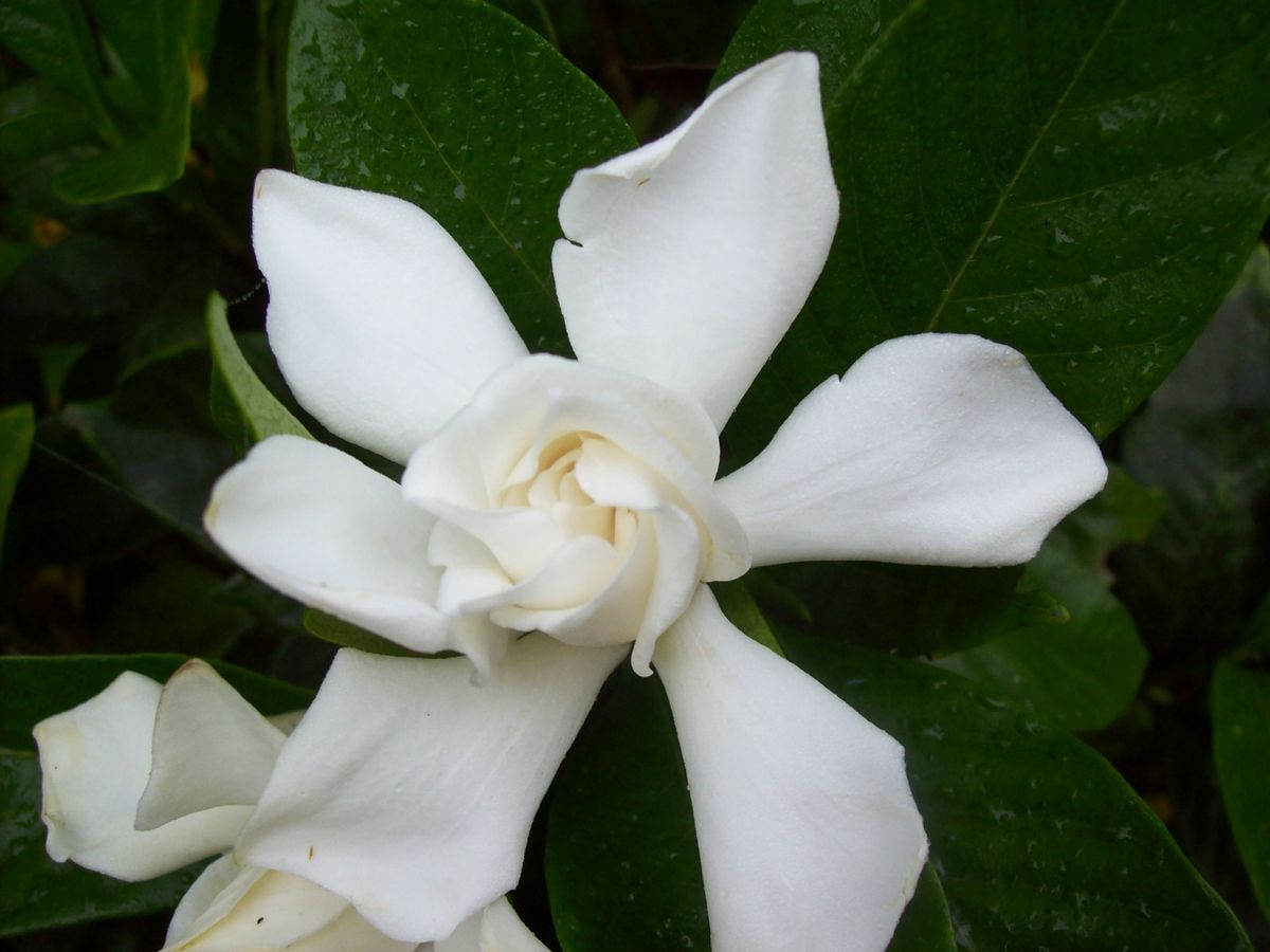 Gardena Cape Jasmine live plant s p