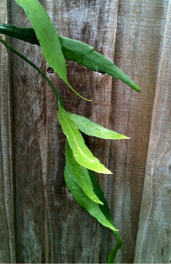 Large Epiphyllum Oxypetalum Fragrant Blooming Size 25 Rooted Orchid 