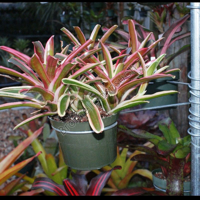 100 6 Azalea Plant Pot Vertical Pipe Bromeliad Hanger Orchid Flower 