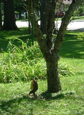 bungee jump for corn and are diverted from bird feeders