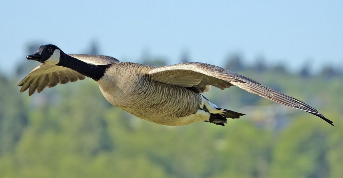 Canada 2011 Flock of Geese Goose 50 Cents 1/25 Ounce .9999 Pure Gold 