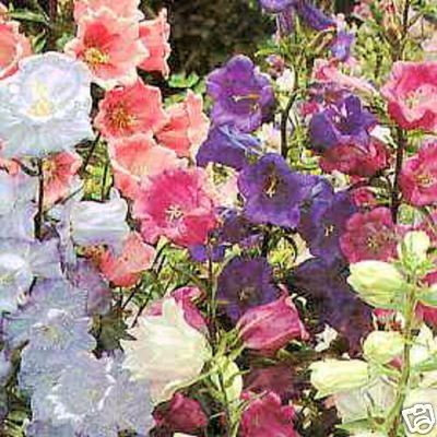 Cup Saucer Campanula Medium Frost Hardy 200 Seeds