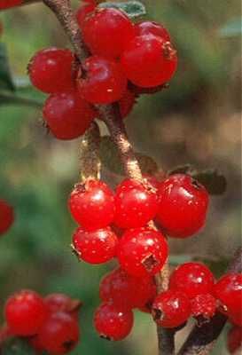   Hardy 15 Seeds Wine Jelly Jam Shepherdia canadensis 1136 E