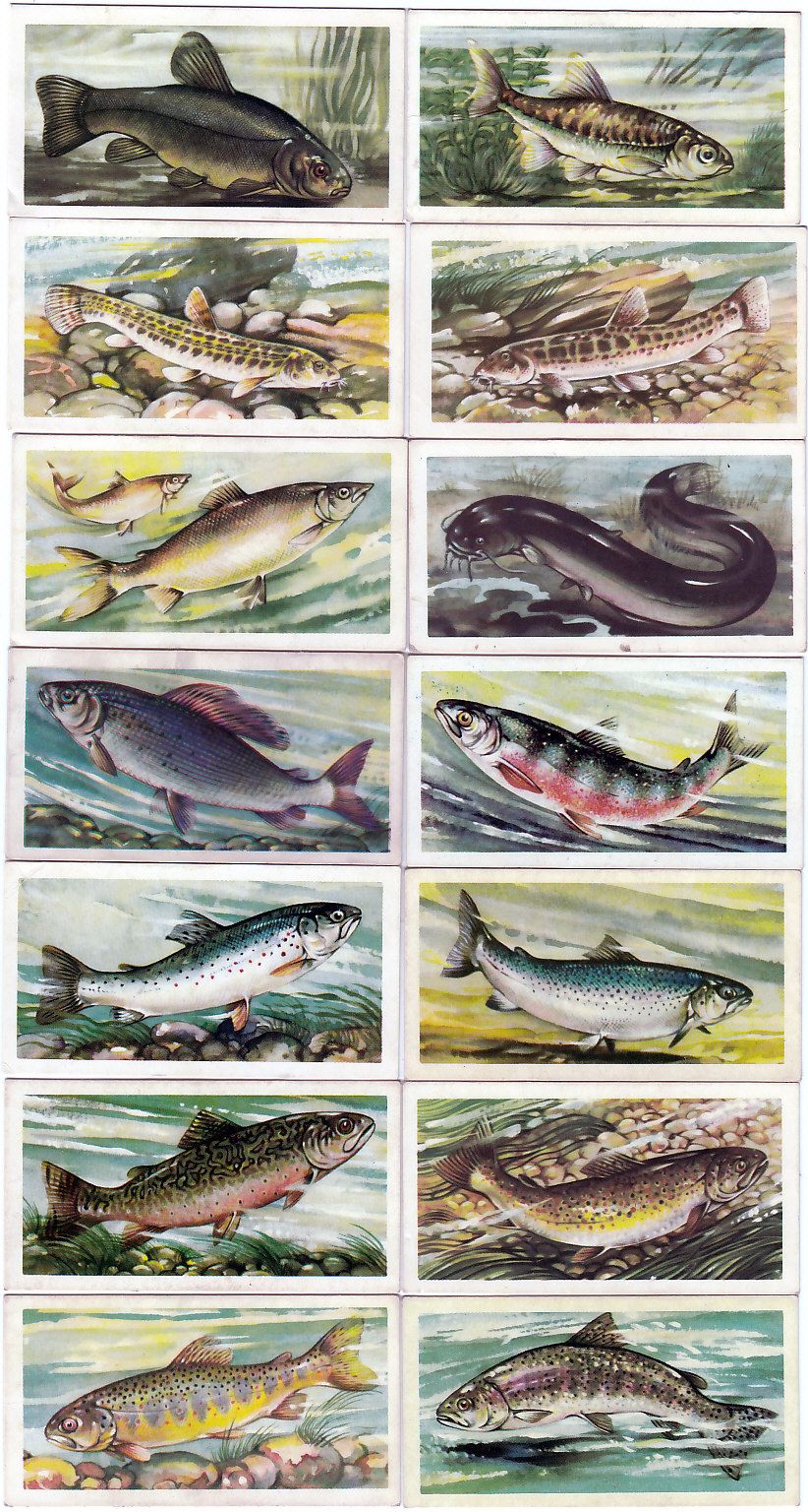 1960 Full Set of 50 Frewshwater Fish Paintings Cards